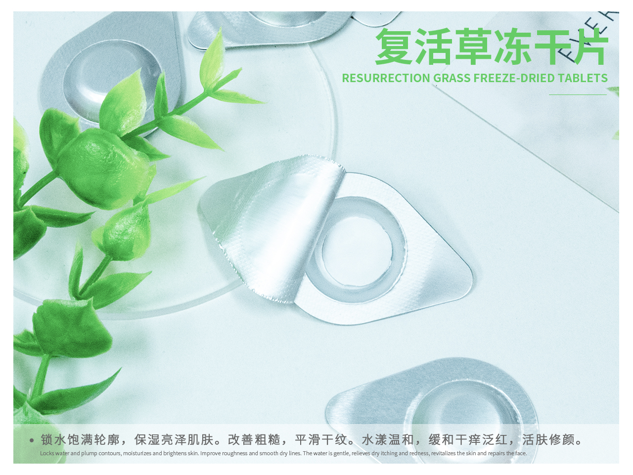 复活草冻干片
